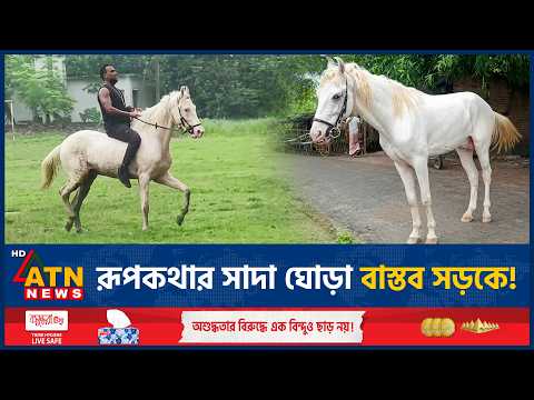সড়কে ছুটে চলা সাদা ঘোড়া নজর কাড়ছে পথচারীদের | White Horse Running | ATN News