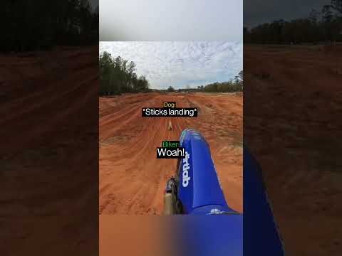 When A Biker’s Dog Does The Unthinkable…