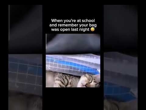My school bag had a secret passenger 😹 Subscribe for more! #shorts