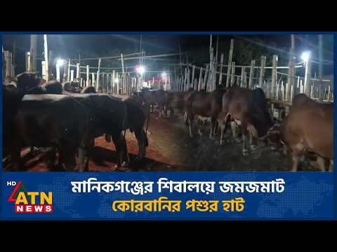 মানিকগঞ্জের শিবালয়ে জমজমাট কোরবানির পশুর হাট | Qurbani cattle | Cow farming | Finis Qurbanir haat