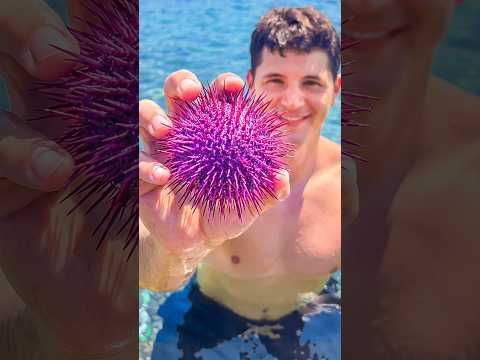 Sea Urchin