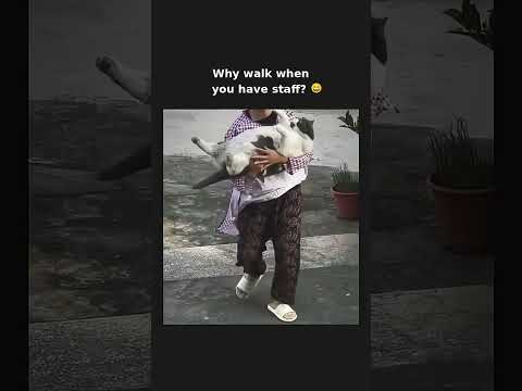 He has people for that 😂 subscribe for more #shorts