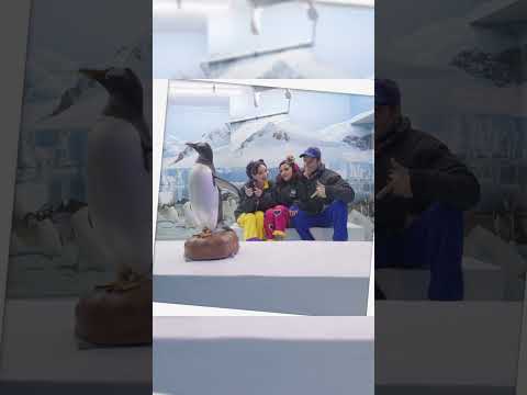 Acuario besitos pingüinos #lerolero #shorts