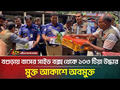 বগুড়ায় বাসের সাইড বক্স থেকে ১০৩ টিয়া উদ্ধার, মুক্ত আকাশে অবমুক্ত | ATN Bangla News