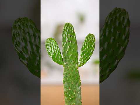 Pet Cactus