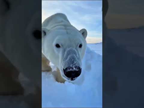 NO NO NO YES! (SNOW CHALLENGE!) ❄️