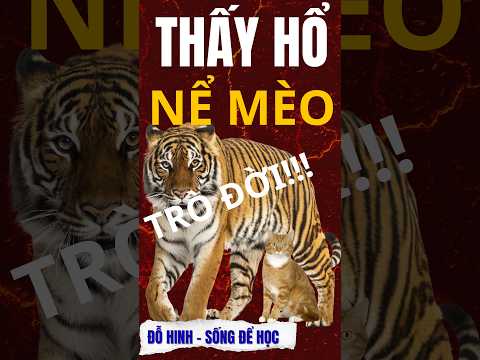 Mượn Oai Hổ: Vì Sao Nói Ông Nguyễn Văn A Chủ Tịch Phường Là Sai? | Đỗ Hinh Sống Để Học