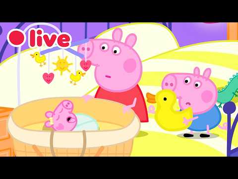 🔴 LIVE: Cutest Baby Evie Episodes 🍼 Peppa Pig Best Big Sister Moments✨Kids Cartoons 🐷
