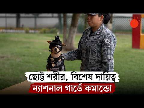 নিরাপত্তা বাহিনীতে ছোট্ট কুকুর, কী কী কাজ করবে এটি? | Mexico Guard Dog | News | Prothom Alo
