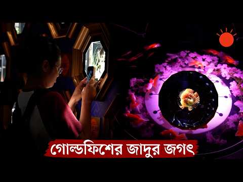 চীনের অ্যাকুয়ারিয়াম যেন গোল্ডফিশের নতুন দুনিয়া | Shanghai Goldfish Aquarium | Prothom Alo