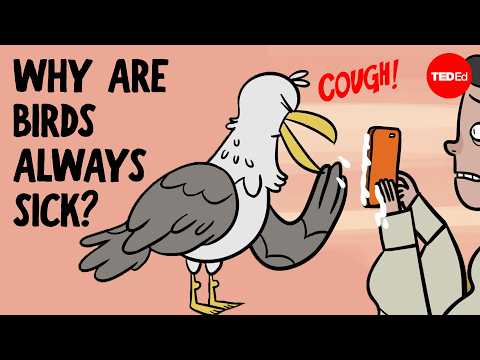 Everything you need to know about bird flu - Benjamin Anderson
