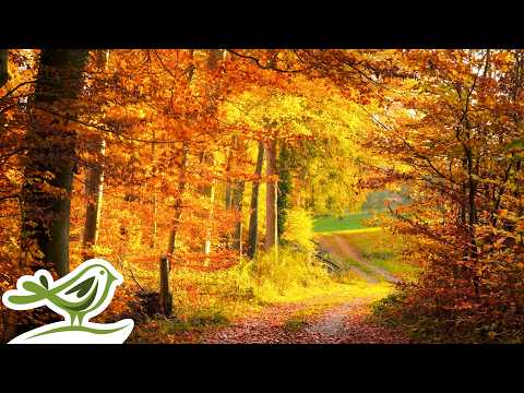 Peder B. Helland - Enchanted Forest (Instrumental Version) | 1 Hour of Relaxing Fantasy Music