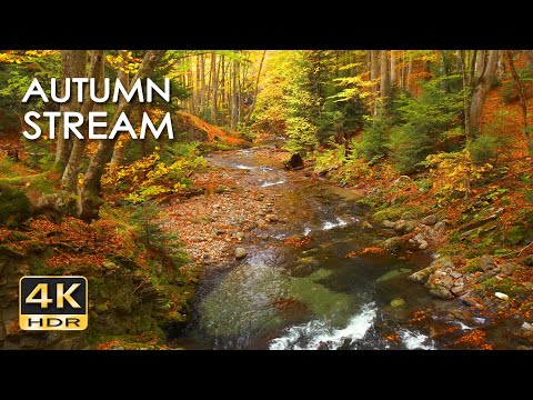 4K HDR Autumn Stream - Peaceful Forest River - Relaxing Water Sounds & Colorful Fall Ambiance
