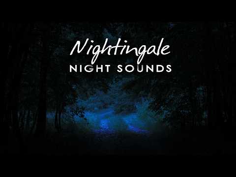 Nightingale Singing At Night - 24/7 Forest Night Sounds for Sleep & Relaxation - Real Birdsong
