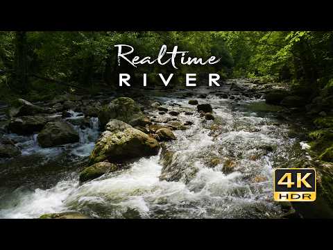4K HDR Realtime River - Real-Time Forest River Ambience - Flowing Water Relaxation Sounds