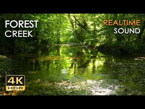 Forest Creek – 9h REALTIME Birdsong & Gentle Babbling Water | No Loop Nature Sounds - 5.1 Surround