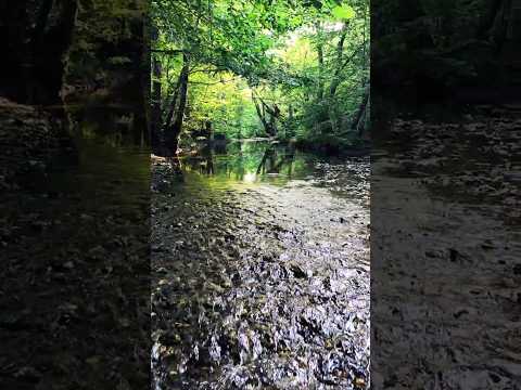 Forest River Ambiance #nature #naturesounds #stream #river #forest #thesilentwatcher #asmr #creek