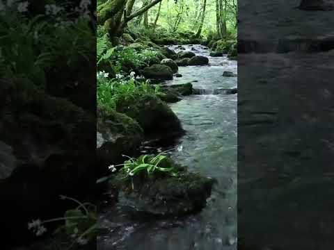 #naturesounds for #sleeping - Full 8Hour video  @johnnielawson  #relaxing #birdsong #waterfallsounds