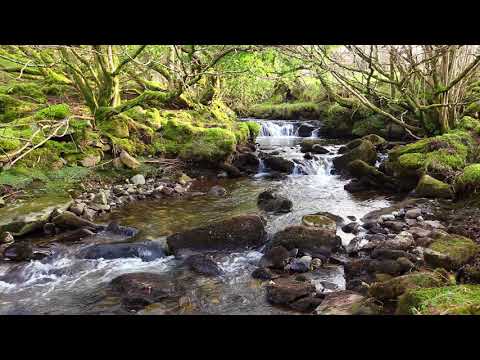 1hr. Relaxing Forest Waterfall Nature Sounds for Calm Sleeping - Natural River Water Flowing Sound