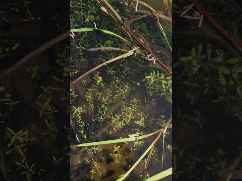 Natures marvel of life, my pond teams with hundreds of tadpoles - Nature in a Permaculture Garden 4