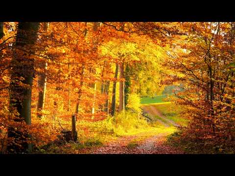 Peder B. Helland - Enchanted Forest (Radio Edit)