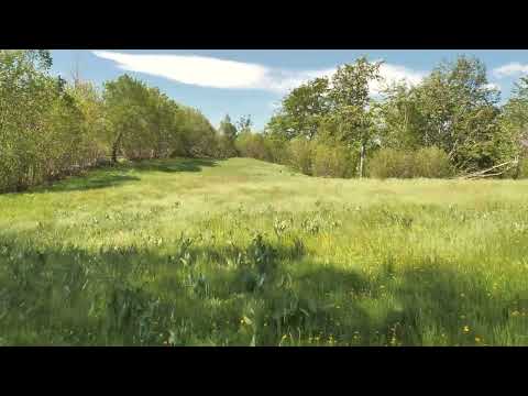 Calming Wind Blowing Across Forest Meadows / Relaxing Wind Through The Grass, Rustling Leaves,...