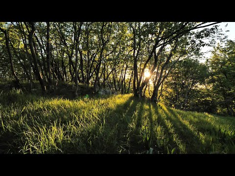 Relaxing Wind Sound 5 Hours / Dancing Forest in The Blowing Wind (Nature Sounds)
