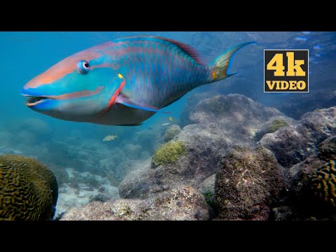 Relaxing 4K Underwater Caribbean Sea Life in Curacao / Caribbean Ocean Aquarium Ambience  Soundscape