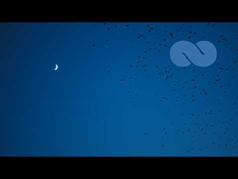 Eclipse: Relaxing Music for Sleeping and Meditation | Ocb Relax