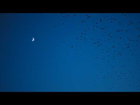 Ocb Relax - Eclipse
