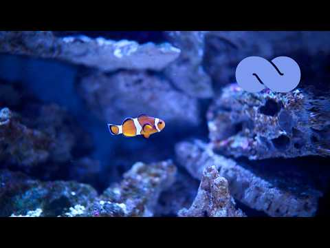 Aquarium Dream: 12 Hours of Piano Music For Sleep | Ocb Relax