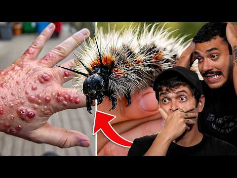 Nunca Toque Nisso! 30 CRIATURAS PEQUENAS que Podem Acabar com o Seu Dia
