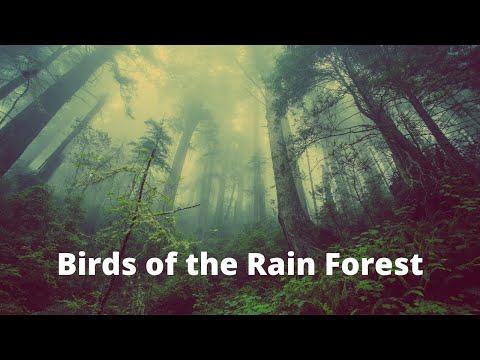 Forest Morning Bird Sounds- Relaxing Nature Sounds
