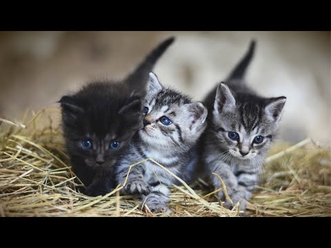 Baby Cats - Little Kitty And Family | Aww Animals #shorts