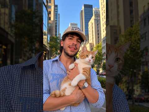 Fui a la ciudad de 100 gatos
