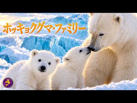 【🎬無料公開中】動物ドキュメンタリー『ホッキョクグマ・ファミリー』｜3週間探し続けた先に…北極圏で出会った親子との奇跡の再会