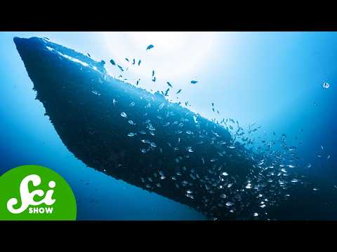 When A Shipwreck Comes Back To Life