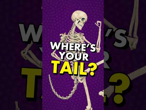 Why don’t humans have tails?