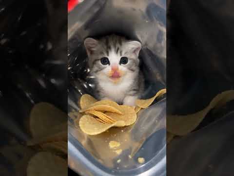 Little kitty like lays chips