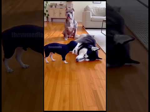 O cachorro quase infartando 😂