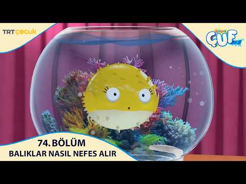 Çocukçuf | 74.Bölüm | Balıklar Nasıl Nefes Alır?