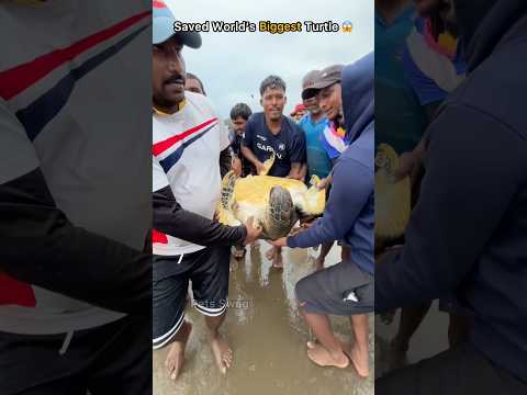 Rescue mission: Turtle Safely released back into the ocean 🥹
