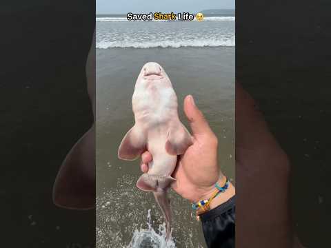 Shark was dying in the net… but I didn’t give up 🥺