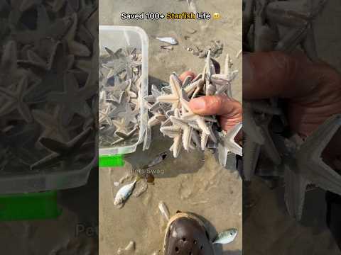 Rescue mission: Saved 100+ starfish from fishing net 🥹