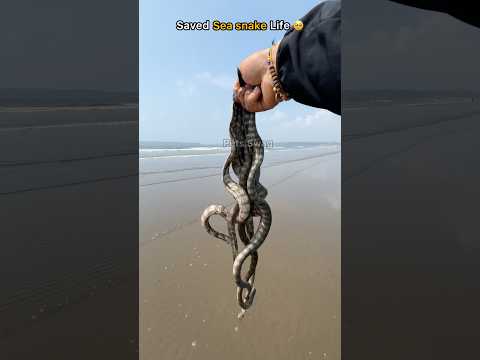 Wow! Sea snakes Safely Rescued & Released 😢