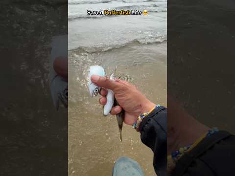 I couldn’t just watch… so i saved this pufferfish 🥹