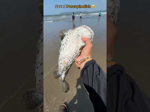 Beach rescue: Returning Porcupinefish safely to the ocean 🥺