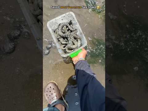 Rescue mission: 10+ sea snakes back to the ocean 🥹