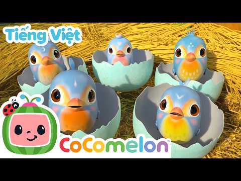 Năm Chú Chim Nhỏ | Bài hát dành cho trẻ em | CoComelon Lồng tiếng việt - Karaoke dành cho trẻ em