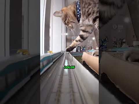 Kucing raksasa lawan kereta mungil… satu tarikan saja membuat seluruh kereta terbalik! 😱🐱🚂 #viral